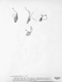Marasmius rotula image